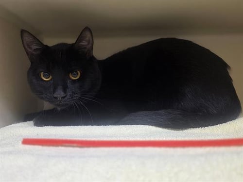 BLACKBERRY - Domestic Short Hair for adoption in Lakewood