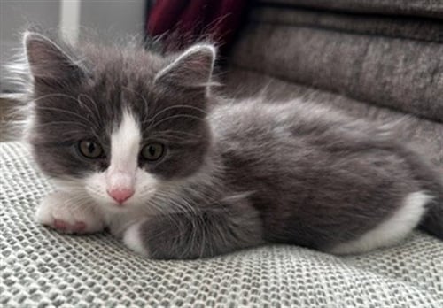 DORIS - Domestic Long Hair available for adoption