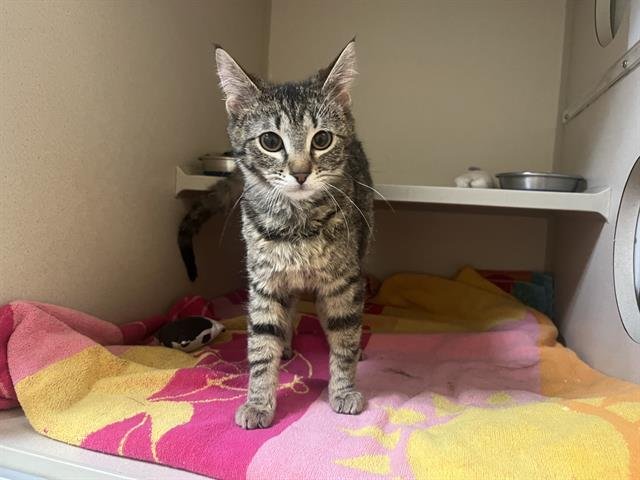 POSIE - Domestic Short Hair available for adoption