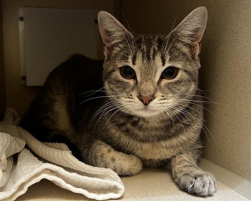 TUNA FISH - Domestic Short Hair for adoption in Westminster