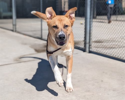 CASH - German Shepherd Dog / Siberian Husky available for adoption