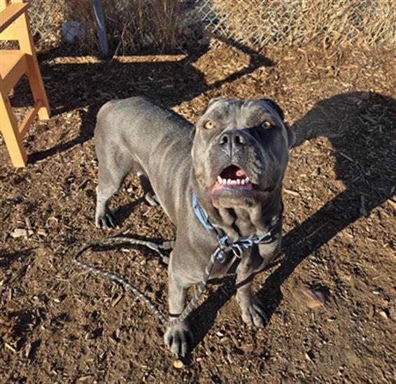 MOCHA - Cane Corso Mastiff available for adoption