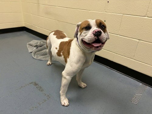 BEAR FORCE ONE - American Bulldog available for adoption