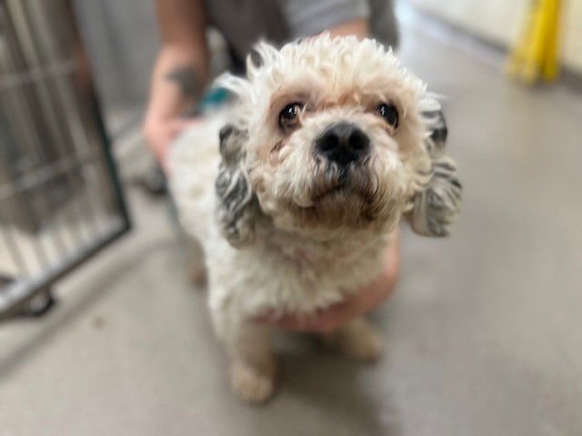 AMERICANO - Poodle (Toy) available for adoption