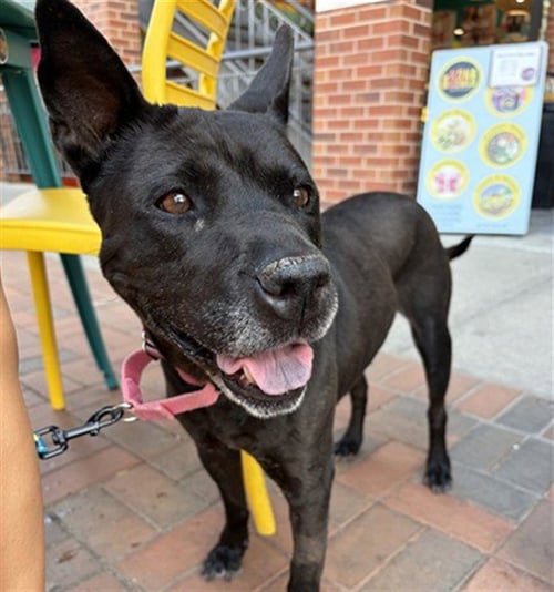 LOTUS - Chinese Shar-Pei / Australian Cattle Dog/Blue Heeler for adoption in Denver
