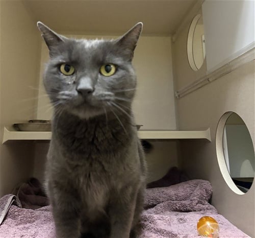 HEATHCLIFF - Domestic Short Hair available for adoption