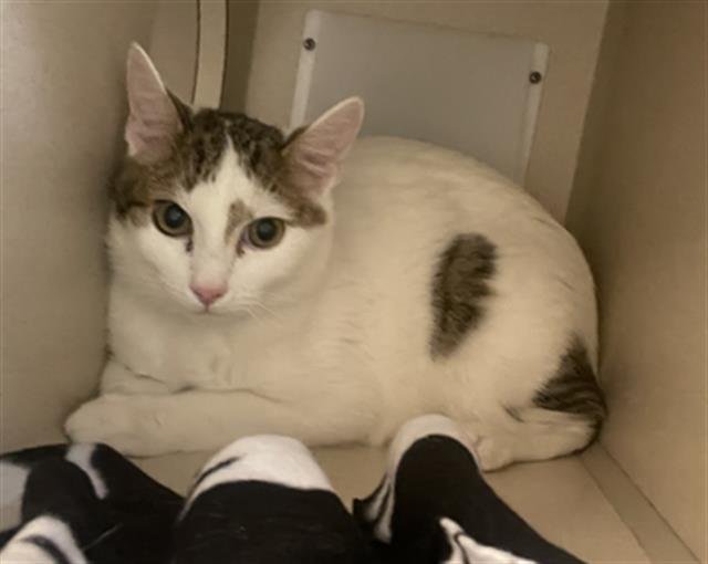 TURNIP - Domestic Short Hair available for adoption