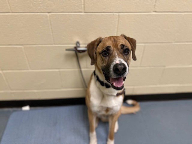 BOWMAN - German Shepherd Dog available for adoption