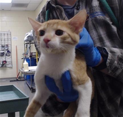 DENNY - Domestic Short Hair available for adoption