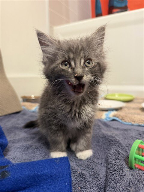 NOVA - Domestic Short Hair available for adoption