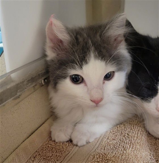 CLOUD - Domestic Short Hair available for adoption