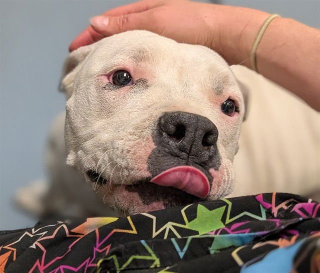 FROSTED FLAKES - American Bulldog available for adoption