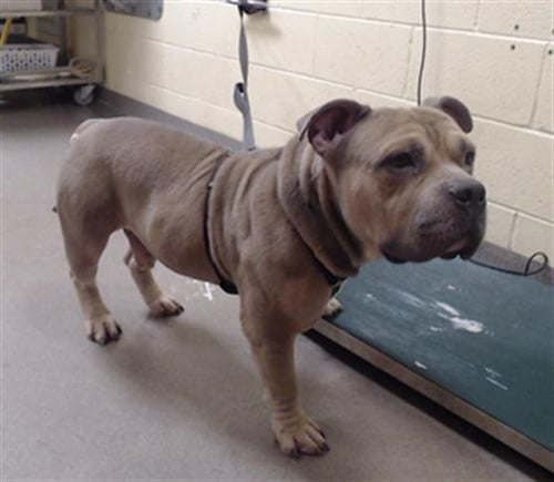 DRACO - Pit Bull Terrier available for adoption