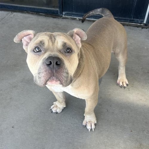 DRACO - American Pit Bull Terrier / English Bulldog available for adoption