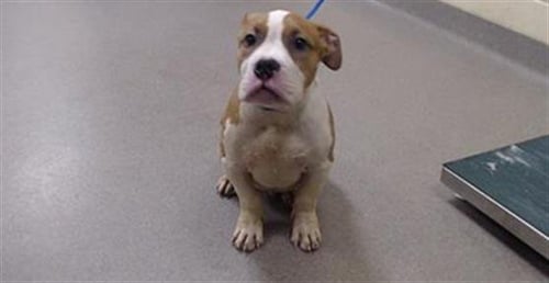 GREGORY - English Bulldog available for adoption