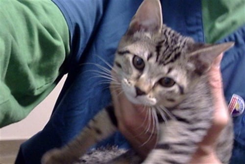 CRANBERRY - Domestic Short Hair available for adoption