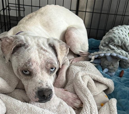 SOURDOUGH - Catahoula Leopard Dog available for adoption