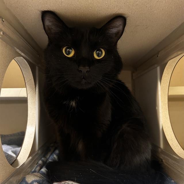 BLAIR - Domestic Medium Hair available for adoption