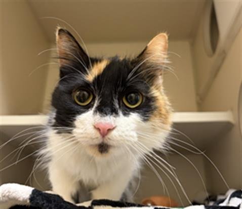 TRUFFLES - Domestic Medium Hair for adoption in Denver