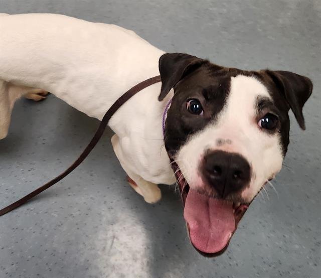 MISS ENIGMA - Bull Terrier / American Pit Bull Terrier available for adoption