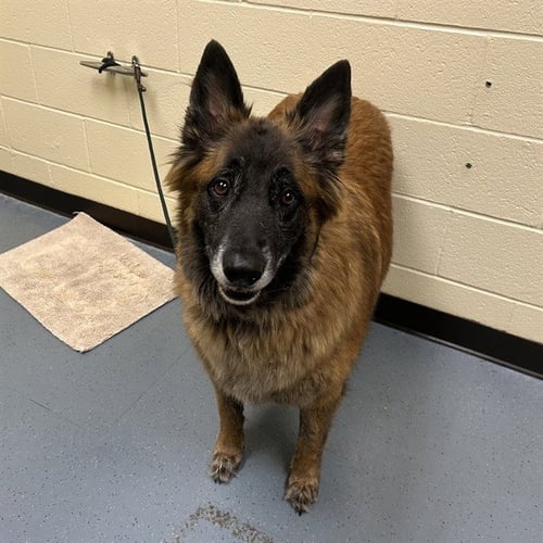 MAX - Dutch Shepherd for adoption in Denver