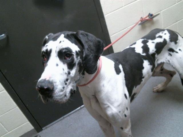 KOBI - Great Dane available for adoption