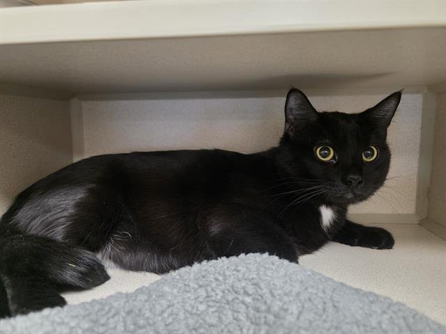 WILSON - Domestic Short Hair available for adoption