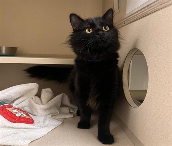 TAILS - Domestic Medium Hair available for adoption