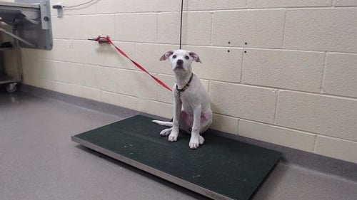 MERCY - Dogo Argentino / Labrador Retriever available for adoption