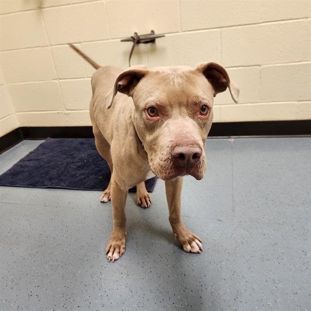 FLAME - American Pit Bull Terrier available for adoption