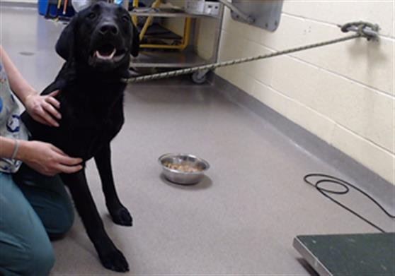 KRATOS ALONSO - Labrador Retriever available for adoption