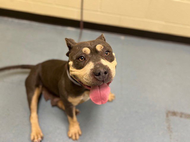 MUNECA - American Staffordshire Terrier / English Bulldog available for adoption