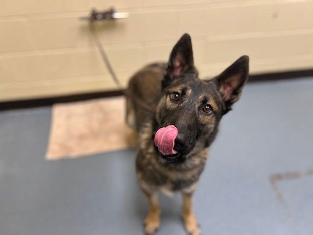 CORTADO - German Shepherd Dog available for adoption