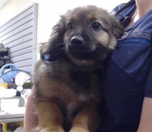 DOYLE - German Shepherd Dog available for adoption