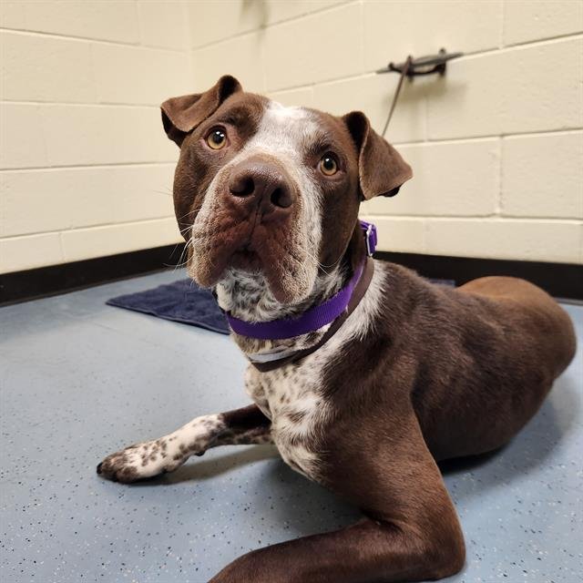 FRECKLES - Labrador Retriever / English Pointer available for adoption