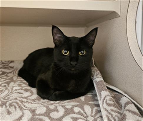 NUBE - Domestic Short Hair available for adoption