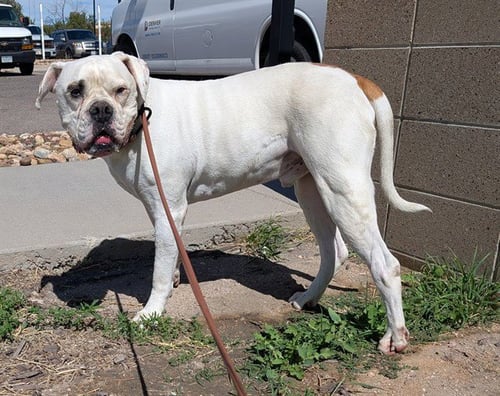 BOWSER - American Bulldog available for adoption