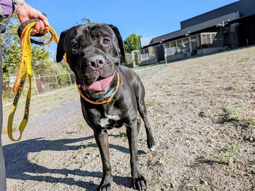JOLLY ROGER - Mastiff available for adoption