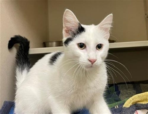 COSMO - Domestic Short Hair available for adoption