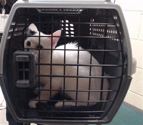 COSMO - Domestic Short Hair available for adoption