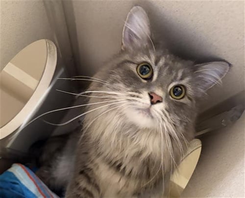 CHIQUITA - Domestic Long Hair for adoption in Westminster