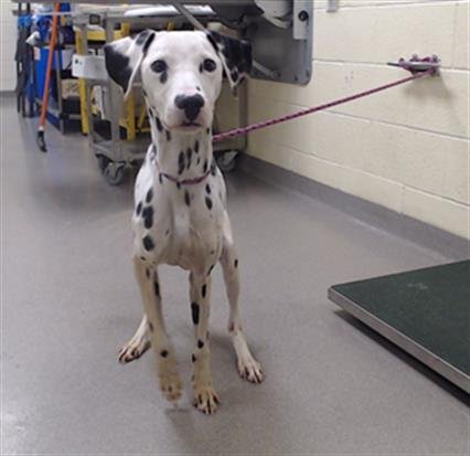 LEVI - Dalmatian available for adoption