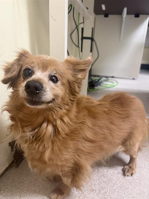 JETT - Dachshund / Chihuahua available for adoption