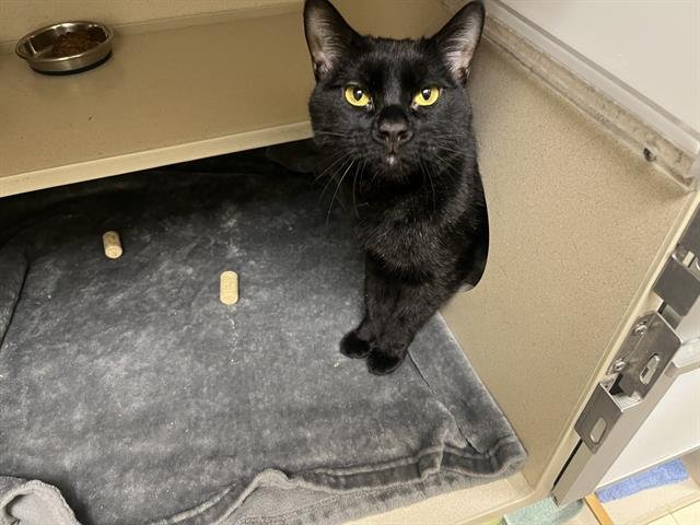 SALEM - Domestic Short Hair available for adoption