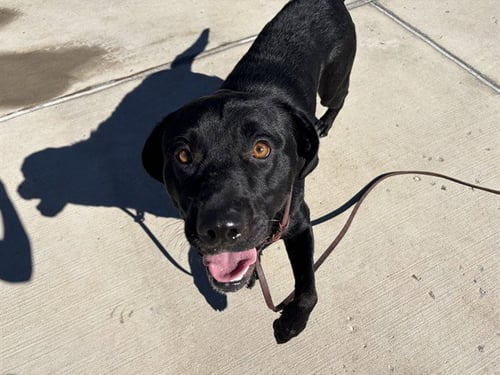 DRACULA - Labrador Retriever available for adoption