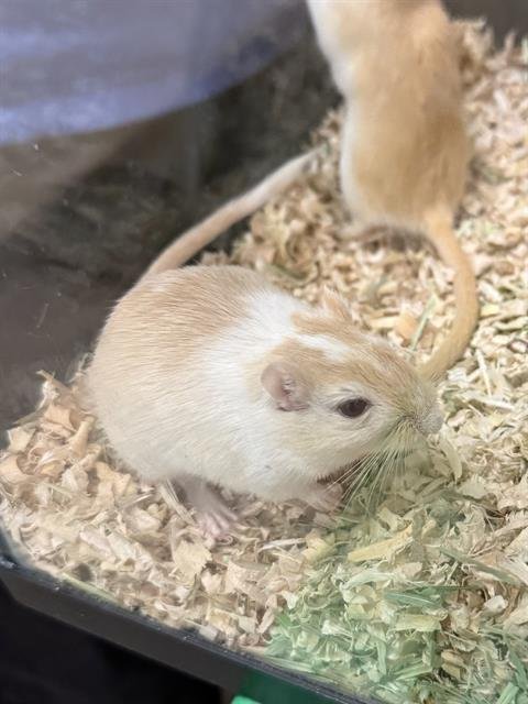 SNAP - Gerbil available for adoption