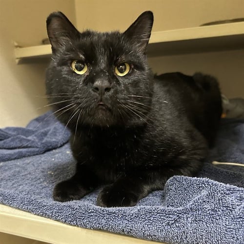 JOE - Domestic Short Hair available for adoption