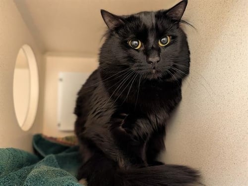MR. SALMON - Domestic Medium Hair available for adoption