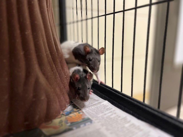 COBB - Rat available for adoption