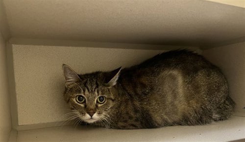 CHLOE - Domestic Short Hair available for adoption
